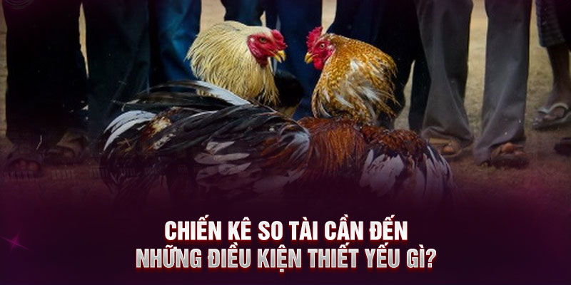 Chiến kê so tài cần đến những điều kiện thiết yếu gì?