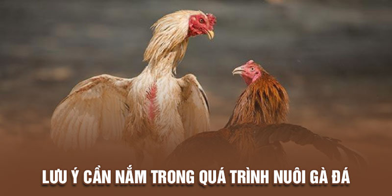 Lưu ý cần nắm trong quá trình nuôi gà đá 