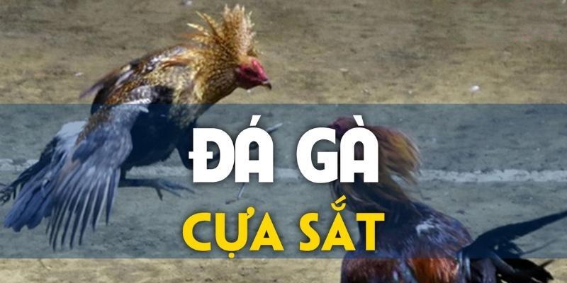 Đá Gà cựa sắt 888B gây cấn, ly kỳ